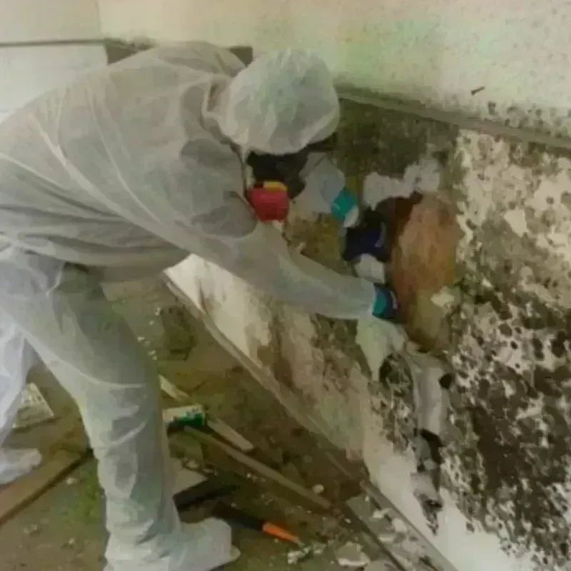 Mold Remediation and Removal in Olney, IL